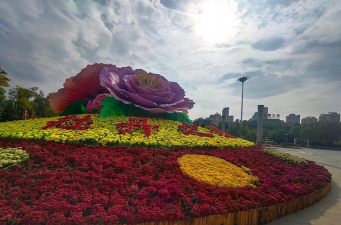 七叶树什么植物