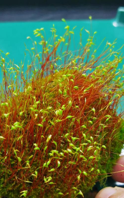 苔藓的孢子发育成什么