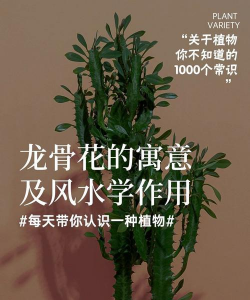 龙骨的花语是什么意思