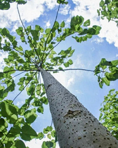 世界上什么树长得最快