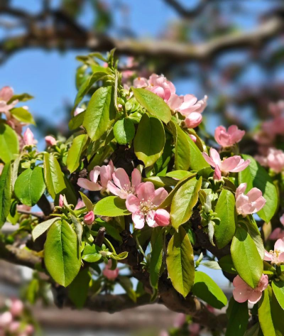木瓜树开了是什么花