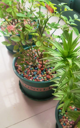 家庭养花用生根粉