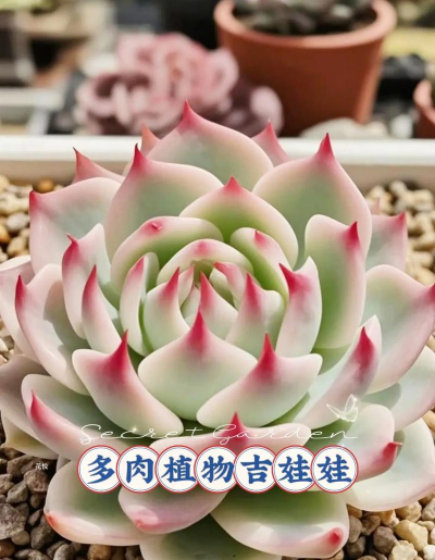 吉娃娃多肉怎么出侧芽