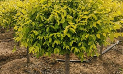 嫁接金叶榆如何去管理