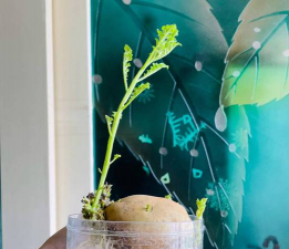 家庭养花用生根粉