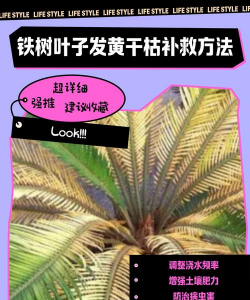 铁树没长叶怎么回事