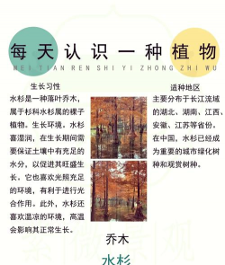 种在水里杉有什么作用