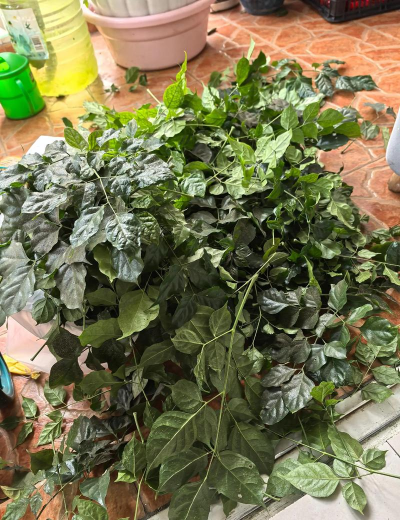 家庭养花用生根粉