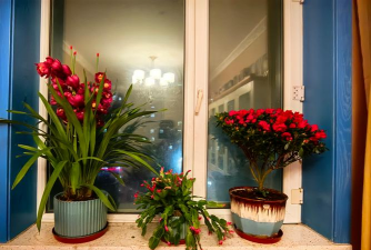 家庭养花用生根粉