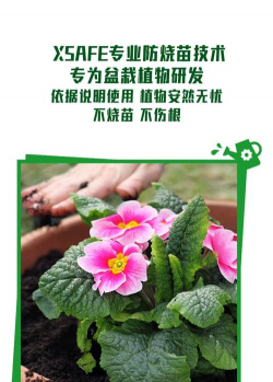 家庭养花用生根粉