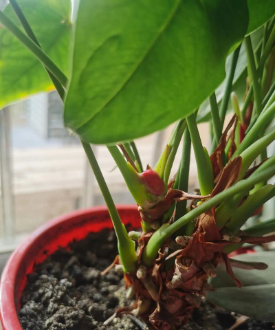 家庭养花用生根粉