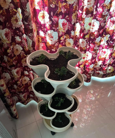 家庭养花用生根粉