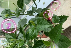 家庭养花用生根粉