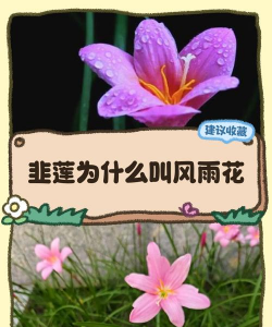 韭菜莲为什么叫韭菜莲