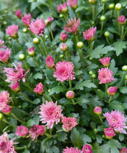 夏菊开花是什么样子