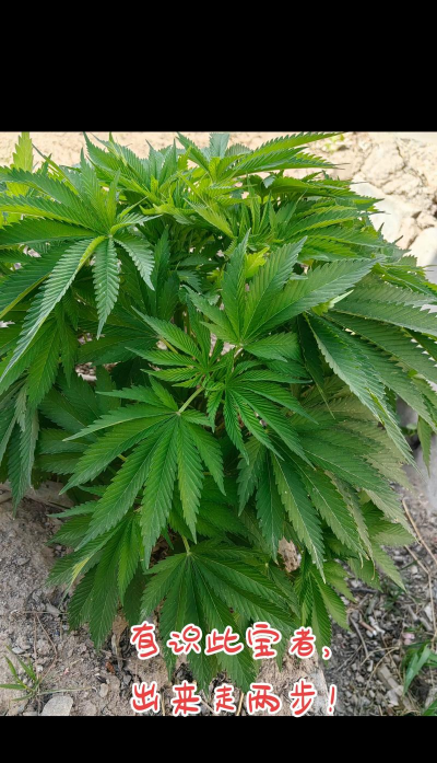 大麻是最有名的什么植物