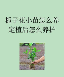 专业说养小苗怎么说