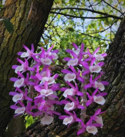 报春石斛如何开花 报春石斛如何开花