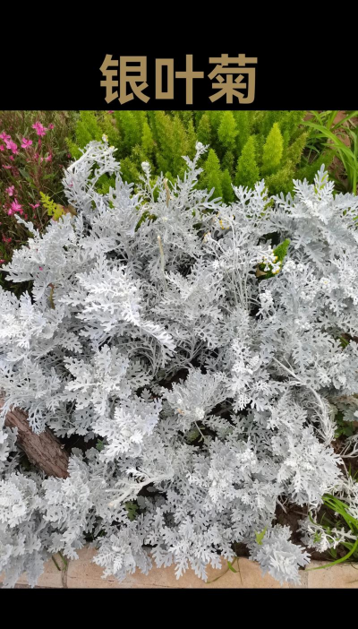 银叶菊的叶子像什么