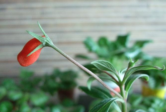 牛奶香圆彤的栽培与管理 牛奶香圆彤的栽培与管理