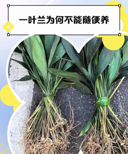 一叶兰怎么饲养