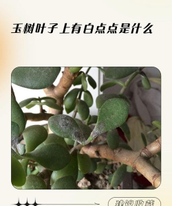 玉树叶上有小洞怎么办