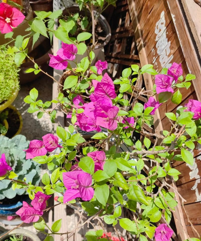 家庭养花用生根粉