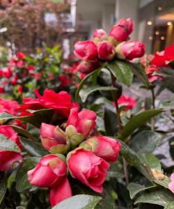 岭南四月开什么花