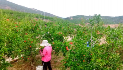 石榴的采摘后管理 石榴的采摘后管理