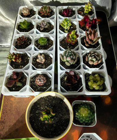 家庭养花用生根粉