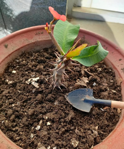 家庭养花用生根粉