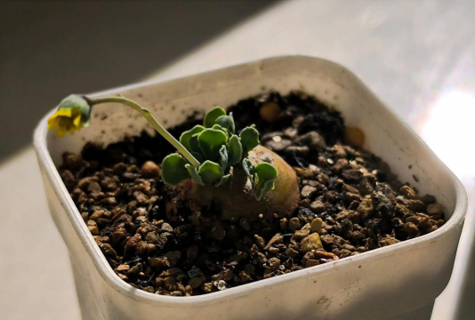 家庭养花用生根粉