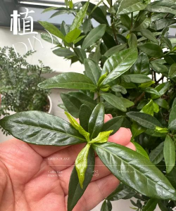 小叶子不开花是什么花