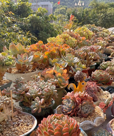 家庭养花用生根粉