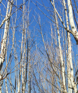 什么树能在冬天正常生存