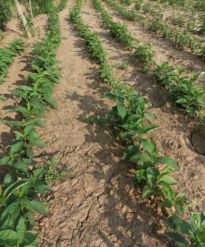 嫁接楸树用什么作枮木