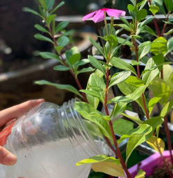 家庭养花用生根粉