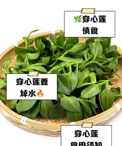 穿心莲怎么在水里扦插