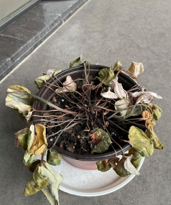 家庭养花用生根粉