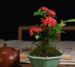 怎么养小叶姬龙船花