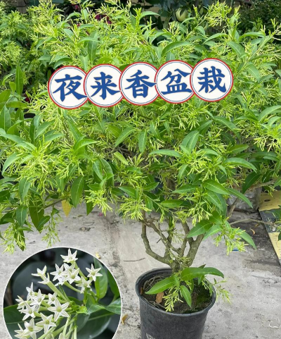 夜来香树什么时候修枝