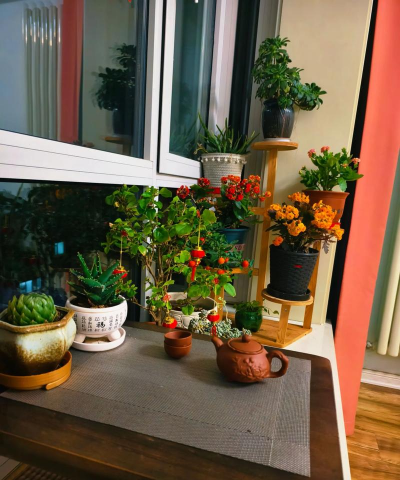 家庭养花用生根粉