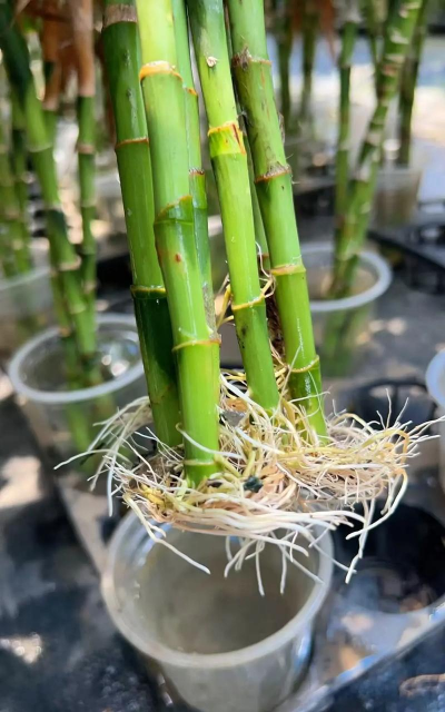 家庭养花用生根粉