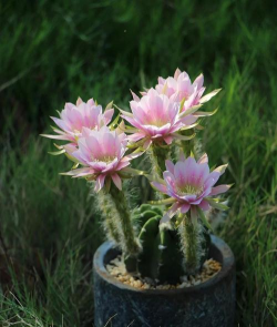 短毛丸无刺开什么颜色花