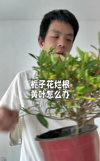 栀子花根太多怎么处理