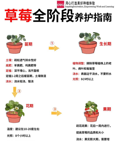 草莓如何施肥剪枝