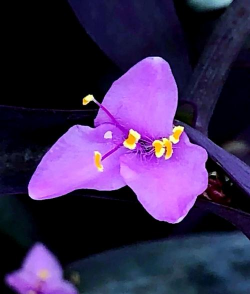 叶上带紫色的叫什么花