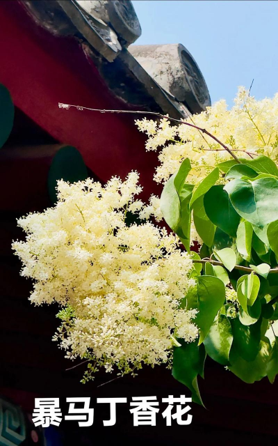 暴马丁香是什么颜色的花