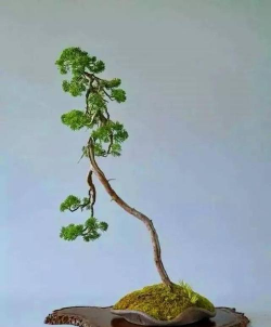 秋季怎样管好盆花 秋季怎样管好盆花