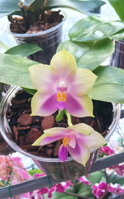 圆形尖叶的兰草是什么花